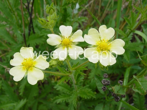 cinquefoil, sulfur